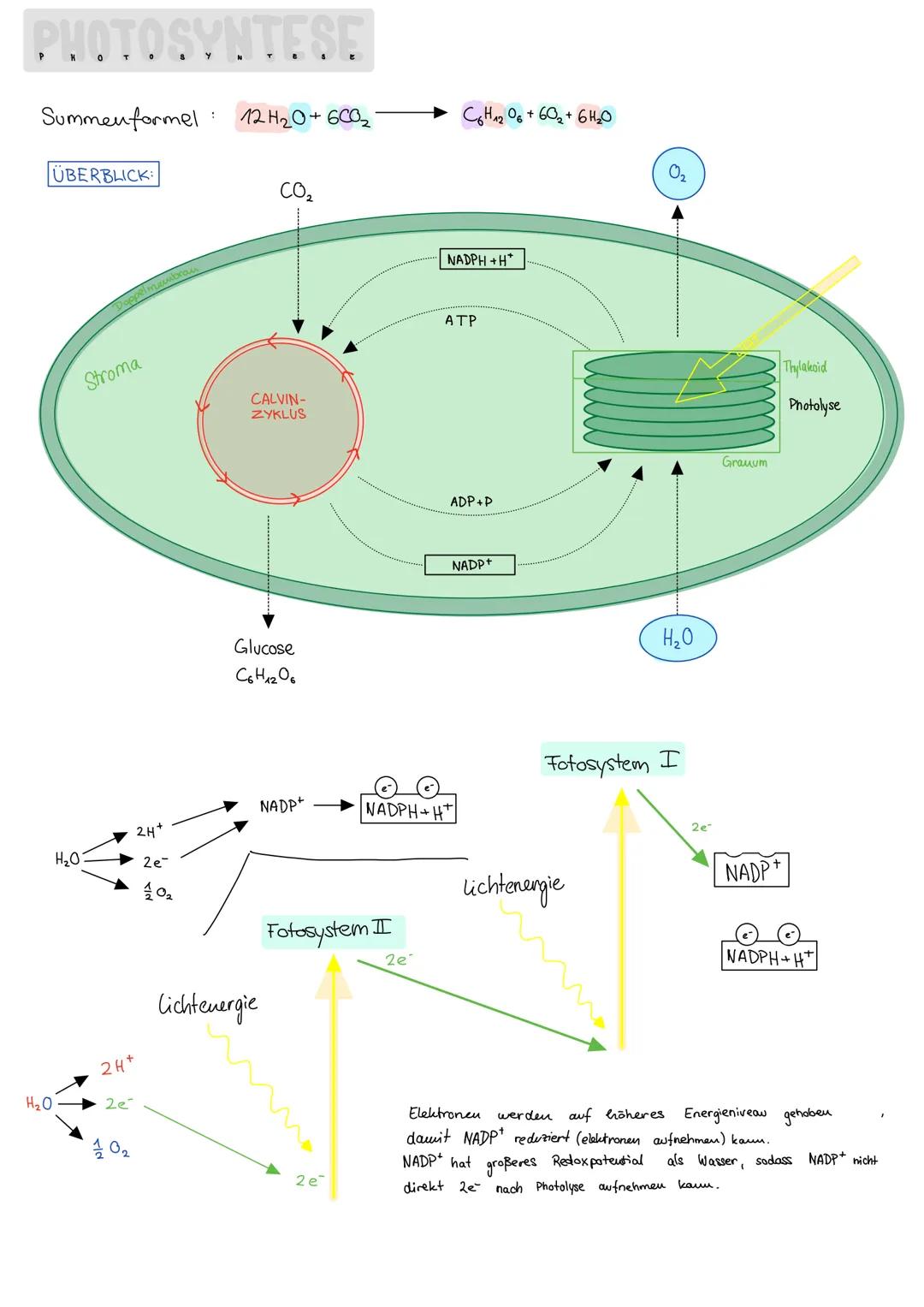 # PHOTOSYNTESE

Summenformel 12H2O+6002 $\longrightarrow$ C6H12O6+602+6420

ÜBERBLICK:

CO₂

Stroma

CALVIN-
ZYKLUS

Glucose
C6H12O6

02

NA