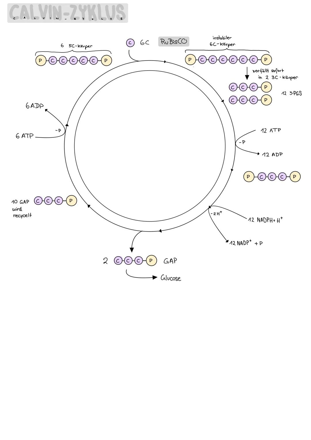 # PHOTOSYNTESE

Summenformel 12H2O+6002 $\longrightarrow$ C6H12O6+602+6420

ÜBERBLICK:

CO₂

Stroma

CALVIN-
ZYKLUS

Glucose
C6H12O6

02

NA