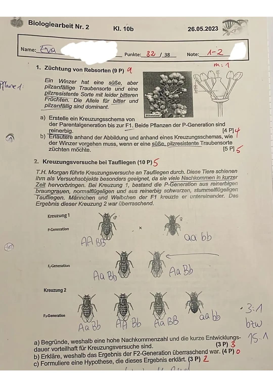 Arbeit / Klausur zum Thema Genetik