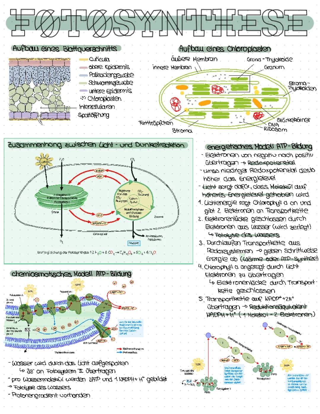 Abenteuer Chloroplasten und Calvin-Zyklus: Einfacher Aufbau und Funktion!