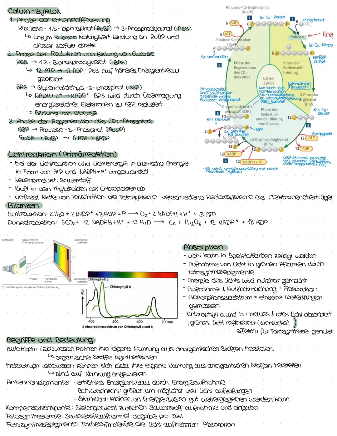 FØTØSYNTHESE
Aufbau eines Blattquerschnitts
Fotosystem
Stroma
PH-8
Tig
B
Fotolyse des
Wassers
H₂O
Zusammenhang zwischen Licht- und Dunkelrea