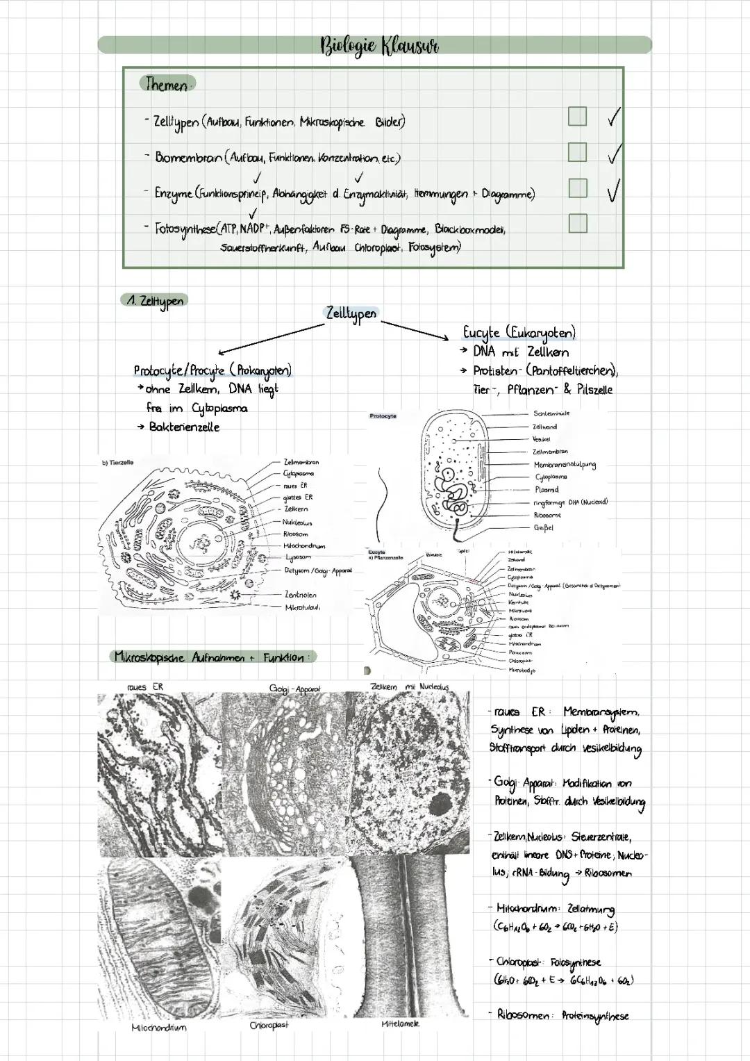 Was macht man in der 11. Klasse in Biologie? Entdecke die Biomembran und Fotosynthese!