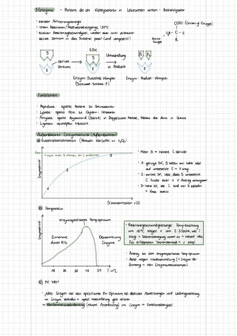 b) Tierzelle
Themen
- Zelltypen (Aufbau, Funktionen, Mikroskopische Bilder)
Biomembran (Aufbau, Funktionen, Konzentration, etc.)
✓
1. Zellty