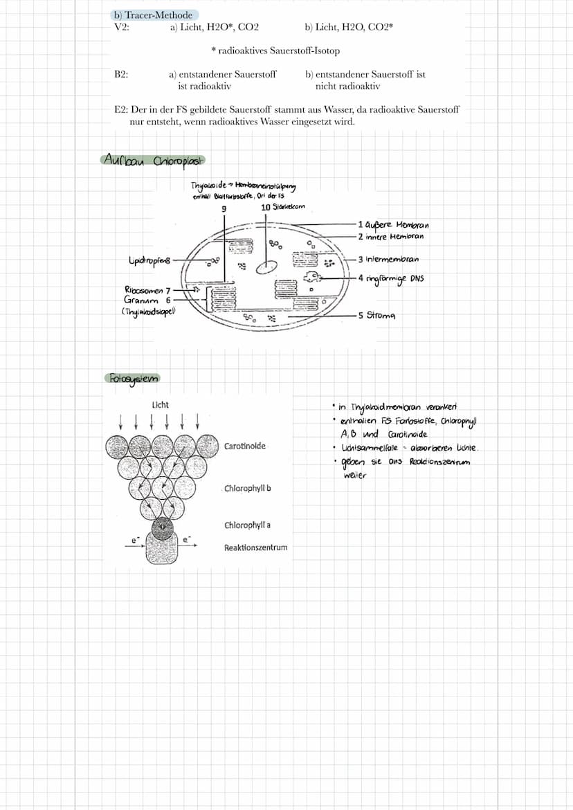 b) Tierzelle
Themen
- Zelltypen (Aufbau, Funktionen, Mikroskopische Bilder)
Biomembran (Aufbau, Funktionen, Konzentration, etc.)
✓
1. Zellty