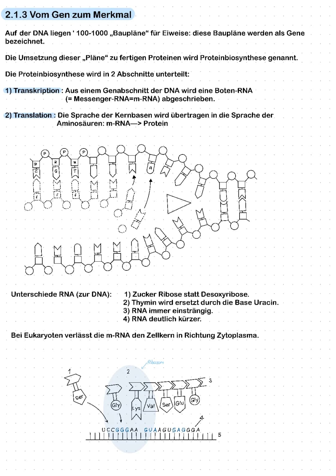 Proteinbiosynthese einfach erklärt: Vom Gen zum Merkmal