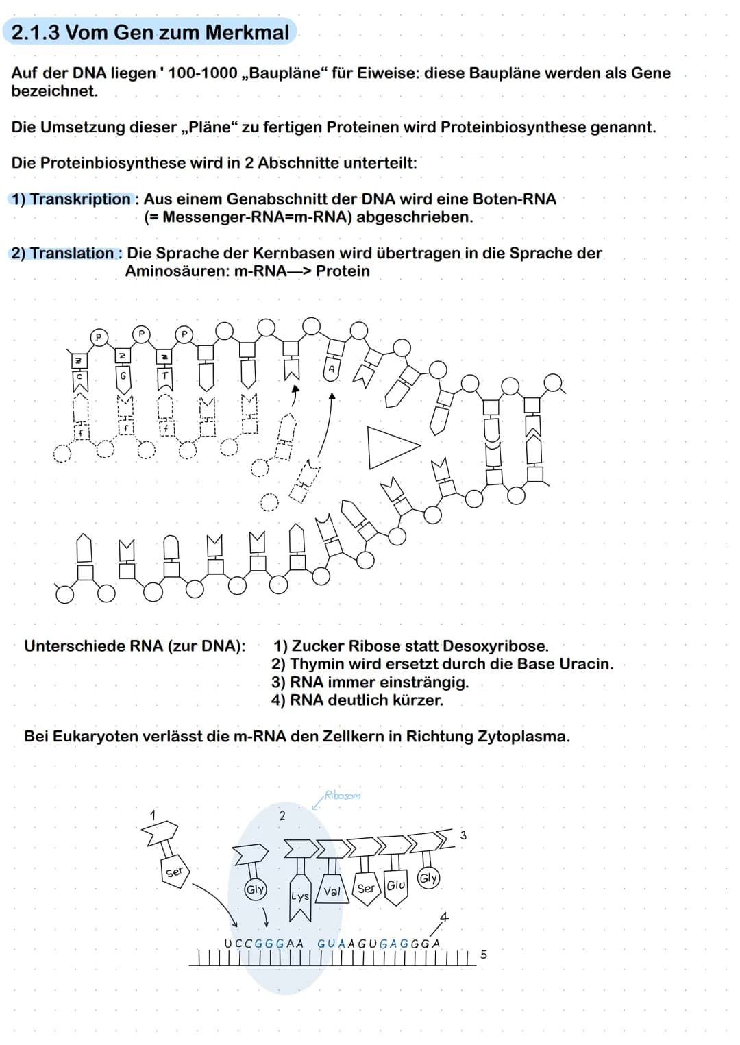 2.1.3 Vom Gen zum Merkmal
Auf der DNA liegen 100-1000 ,,Baupläne" für Eiweise: diese Baupläne werden als Gene
bezeichnet.
Die Umsetzung dies