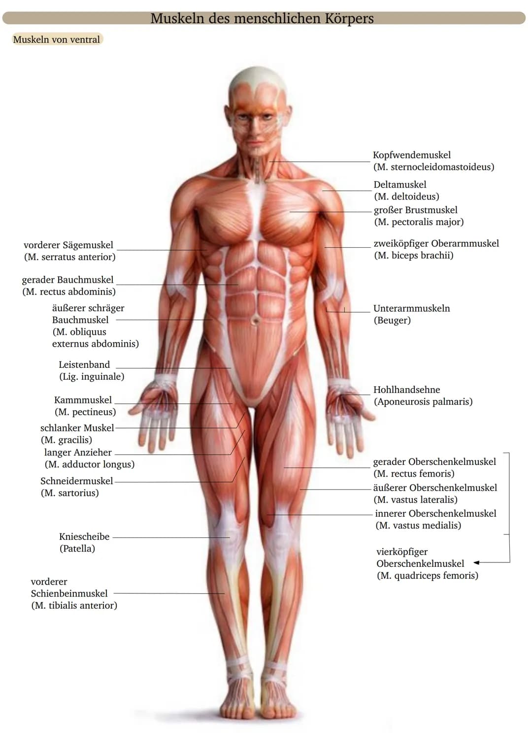 Muskeln von ventral
vorderer Sägemuskel
(M. serratus anterior)
gerader Bauchmuskel
(M. rectus abdominis)
äußerer schräger
Bauchmuskel
(M. ob