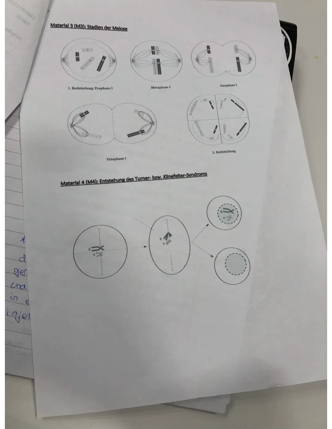 Gooing
betreft
Tal dis
Chanakids
Du when
3.1 1.Prophase I
Kemmembron aufgelast
Spindelapperat bildet sich
mitlerweile Speralisierten homolog
