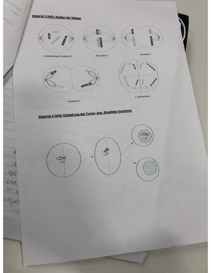 Gooing
betreft
Tal dis
Chanakids
Du when
3.1 1.Prophase I
Kemmembron aufgelast
Spindelapperat bildet sich
mitlerweile Speralisierten homolog