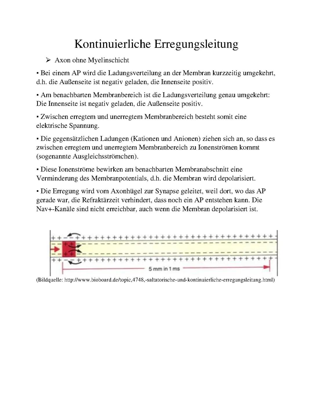 Saltatorische und kontinuierliche Erregungsleitung: Einfach erklärt und mit Tabelle