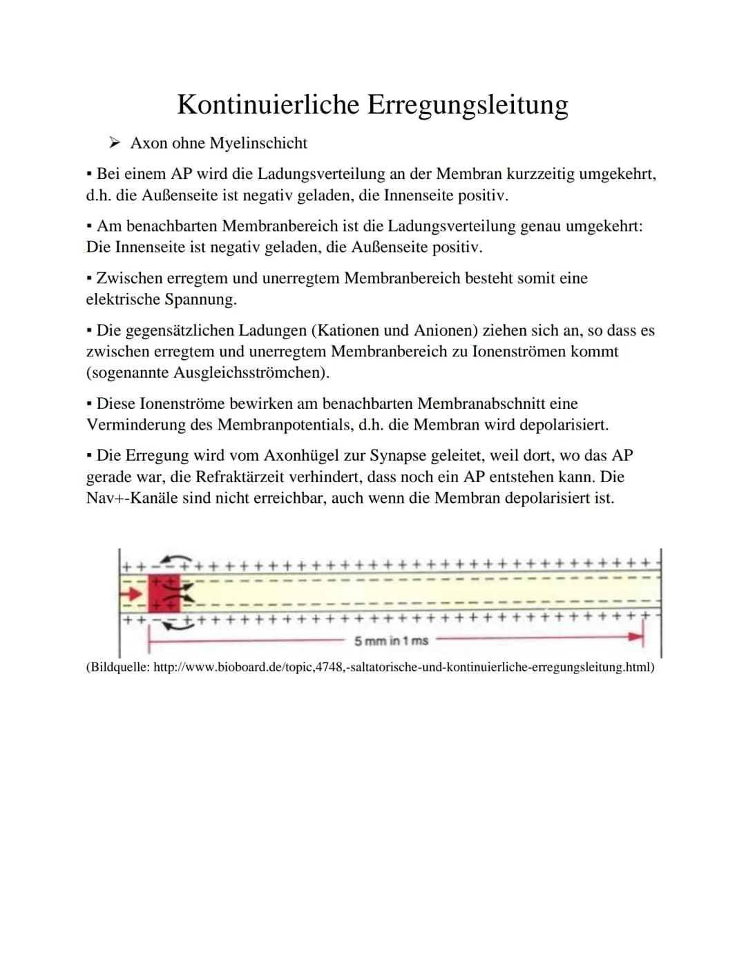 Kontinuierliche Erregungsleitung
► Axon ohne Myelinschicht
▪ Bei einem AP wird die Ladungsverteilung an der Membran kurzzeitig umgekehrt,
d.