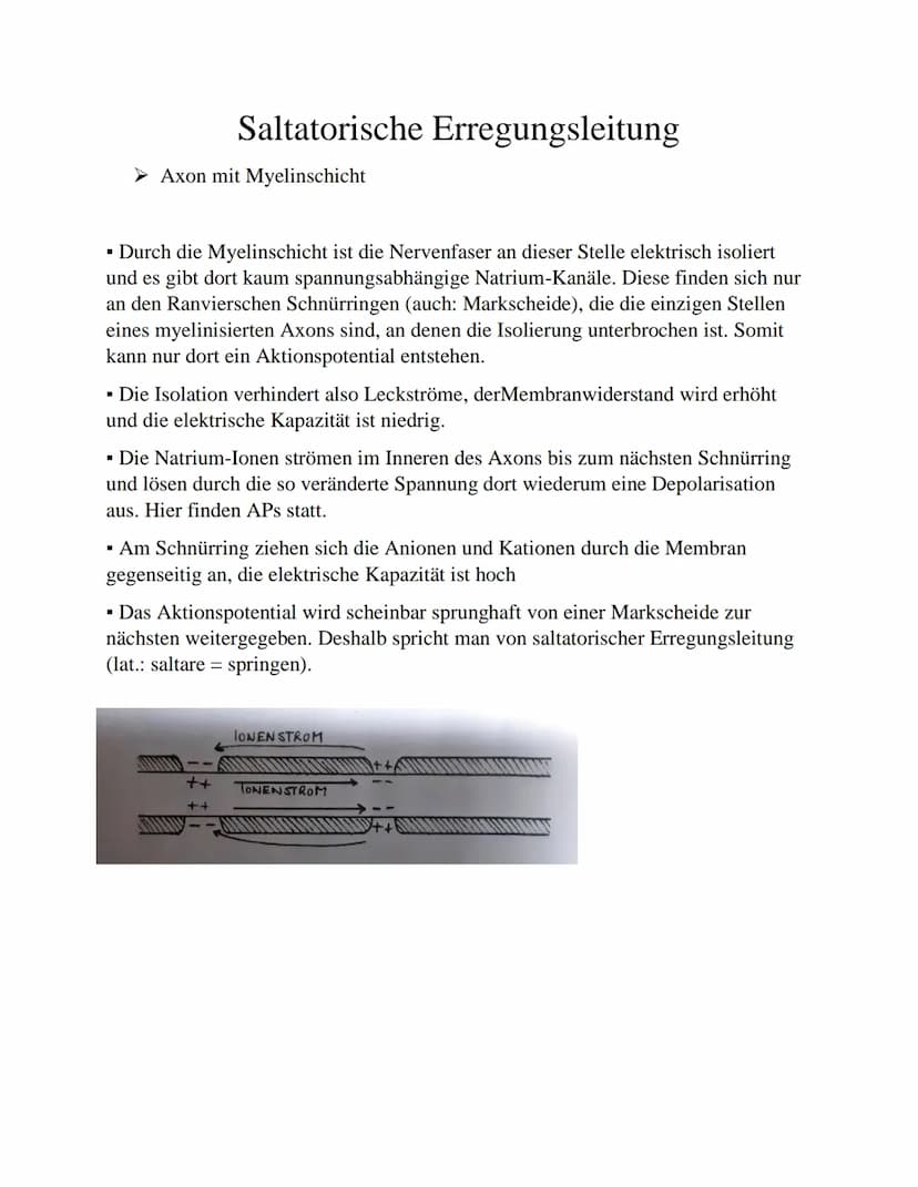 Kontinuierliche Erregungsleitung
► Axon ohne Myelinschicht
▪ Bei einem AP wird die Ladungsverteilung an der Membran kurzzeitig umgekehrt,
d.