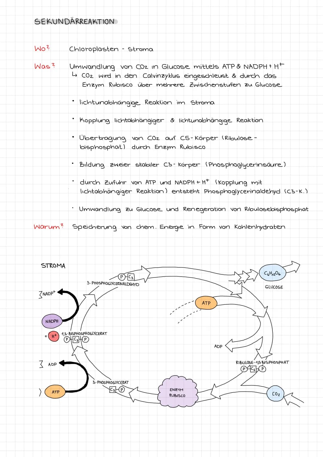 PRIMARREAKTION
Wo?
Was ²
a
(b)
(c)
d
(e)
(f)
(9)
Thylakoidmembran
Umwandlung von Lichtenergie in chem. Energie mittels
FSI & FSII, sowie wei