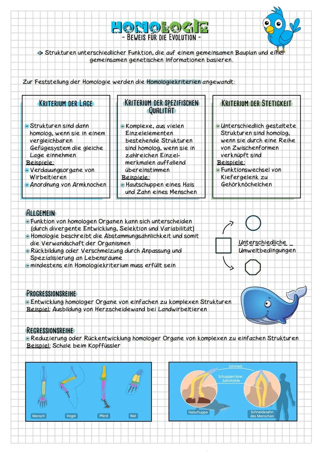 →> Strukturen unterschiedlicher Funktion, die auf einem gemeinsamen Bauplan und einer
gemeinsamen genetischen Informationen basieren.
Zur Fe