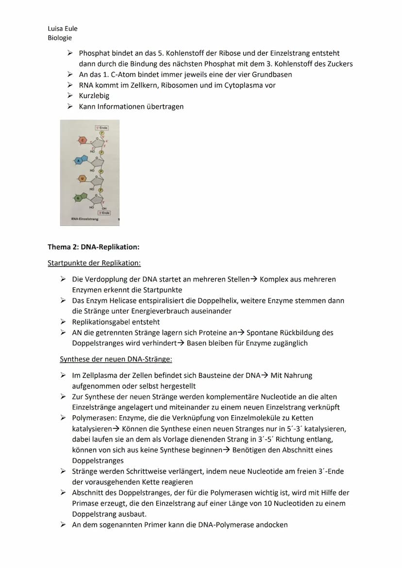 Luisa Eule
Biologie
Thema 1: Aufbau der DNA
➤ Bau der DNA lässt sich in drei unterschiedliche Gruppen von Molekülen unterteilen:
Desoxyribos