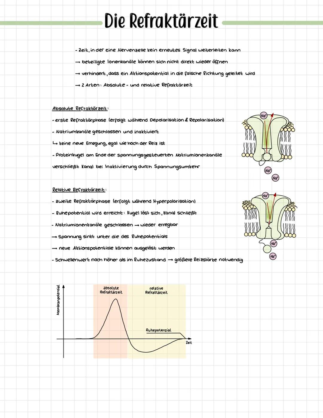 # Die Refraktärzeit

- Zeit, in der eine Nervenzelle kein erneutes Signal weiterleiten kann
- beteiligte lonenkanäle können sich nicht direk