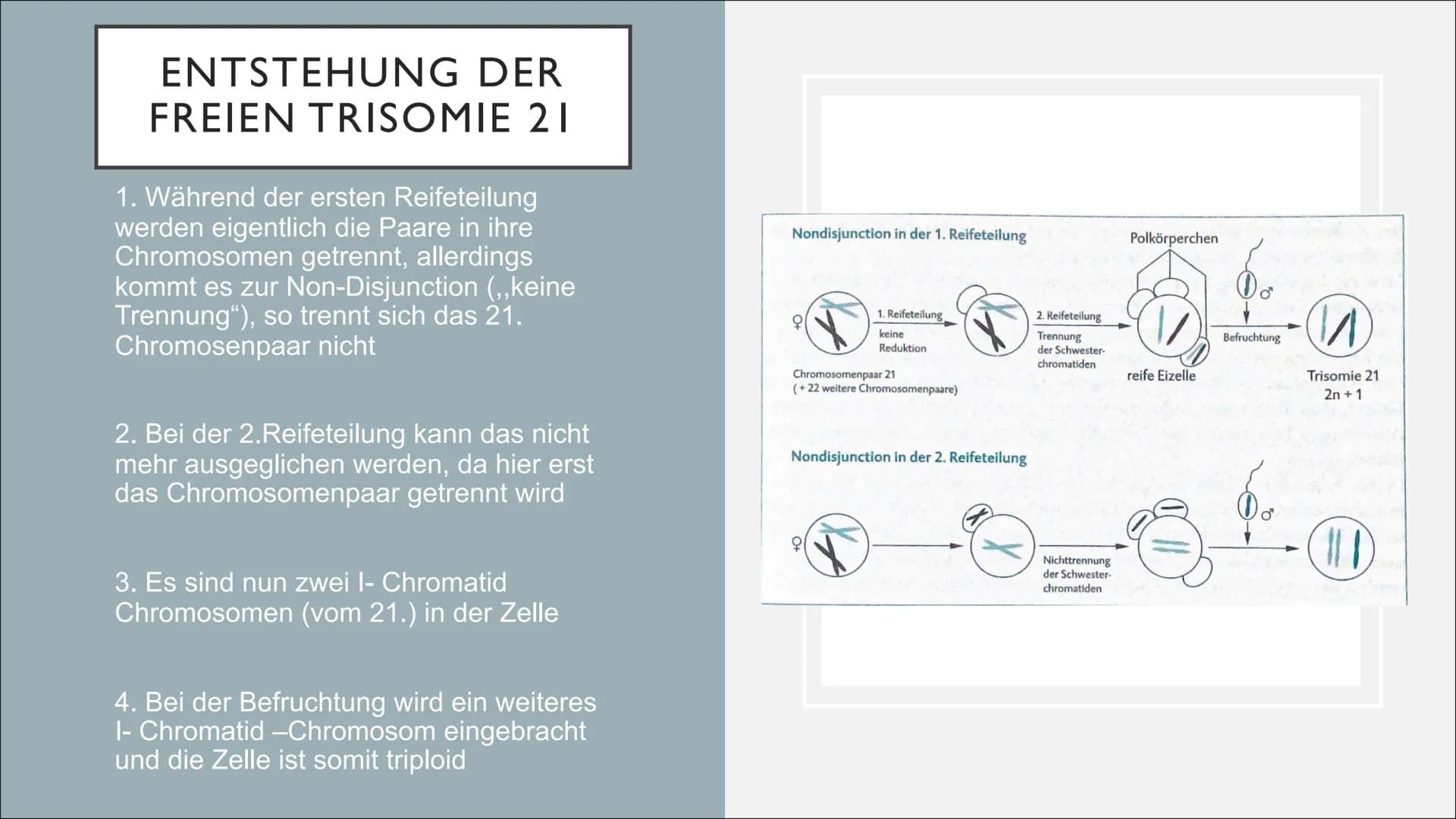 Nondisjunction
Nondisjunction
in der
in der
1. meiotischen Teilung 2. meiotischen Teilung.
Sper-
mium
908)
OO
Ⓡ 0-60
trisom
monosom
trisom
e