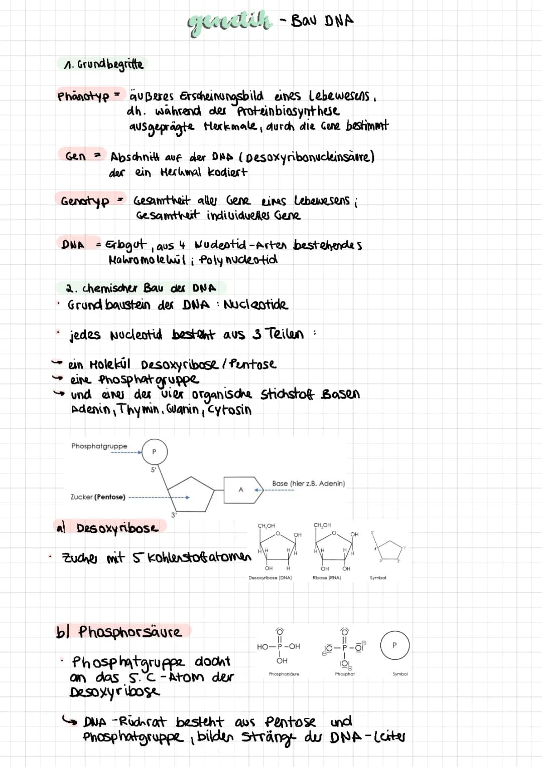 Bau der DNA
