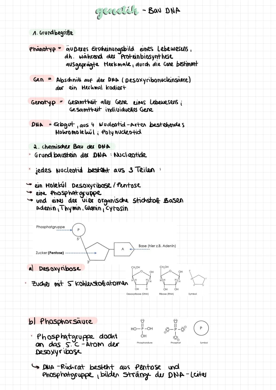 .
Phänotyp
1. Grundbegritte
-
=
Genotyp Gesamtheit aller Gene eines Lebewesens;
Gesamtheit individuelles Gene
.
Gen = Abschnitt auf der DNA 