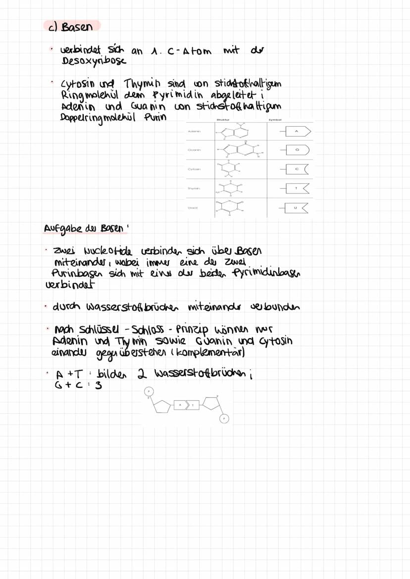 .
Phänotyp
1. Grundbegritte
-
=
Genotyp Gesamtheit aller Gene eines Lebewesens;
Gesamtheit individuelles Gene
.
Gen = Abschnitt auf der DNA 