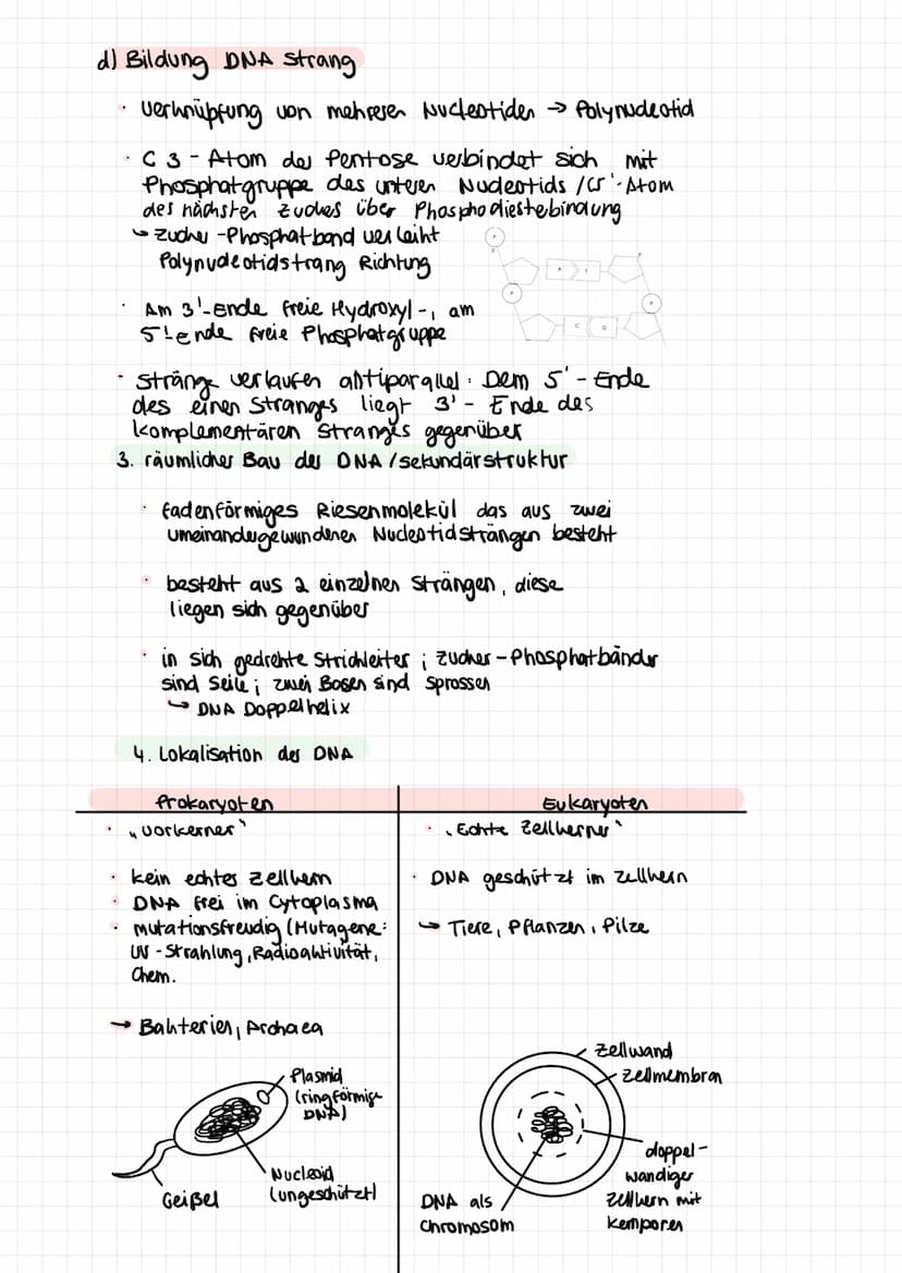 .
Phänotyp
1. Grundbegritte
-
=
Genotyp Gesamtheit aller Gene eines Lebewesens;
Gesamtheit individuelles Gene
.
Gen = Abschnitt auf der DNA 