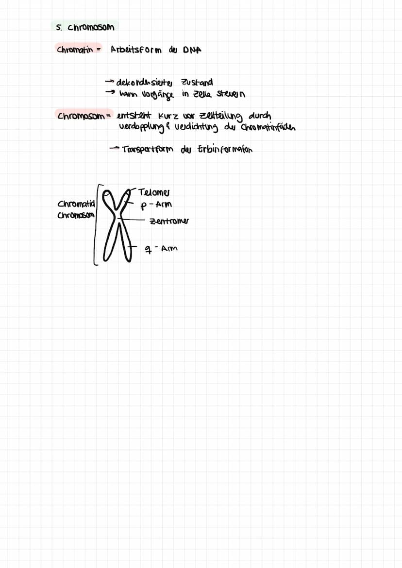 .
Phänotyp
1. Grundbegritte
-
=
Genotyp Gesamtheit aller Gene eines Lebewesens;
Gesamtheit individuelles Gene
.
Gen = Abschnitt auf der DNA 