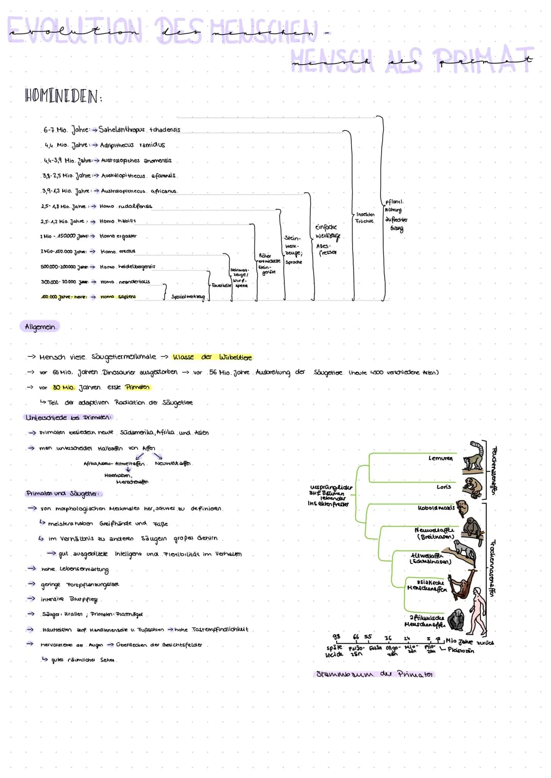 EVENTION DES HELLSCHEL) -
سمعتصمين
HOMINIDEN:
6-7 Mio. Jahre: → Sahelanthropus tchadensis
4,4 Mio. Jahre:→→ Adripithecus ramidus
4,4-3,9 Mio