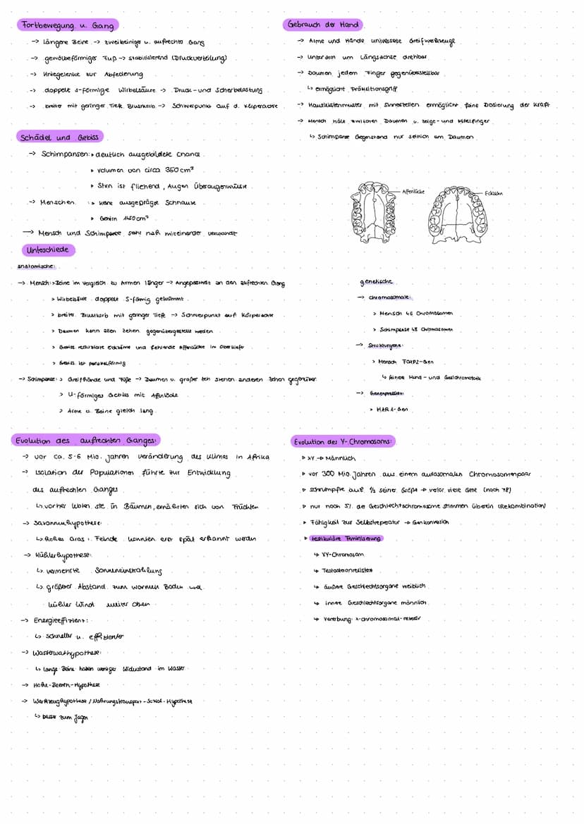 EVENTION DES HELLSCHEL) -
سمعتصمين
HOMINIDEN:
6-7 Mio. Jahre: → Sahelanthropus tchadensis
4,4 Mio. Jahre:→→ Adripithecus ramidus
4,4-3,9 Mio