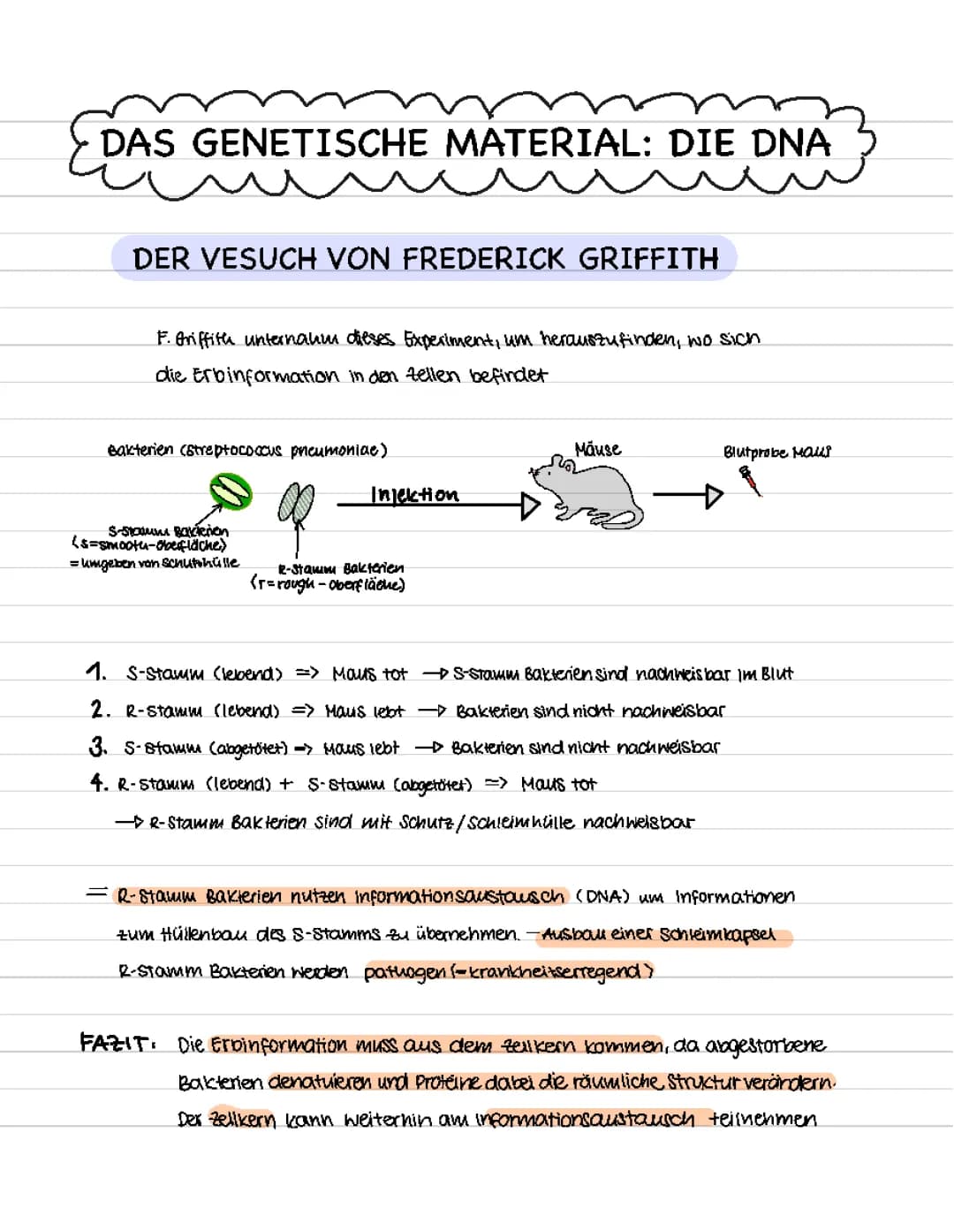 Biologie LK: DNA