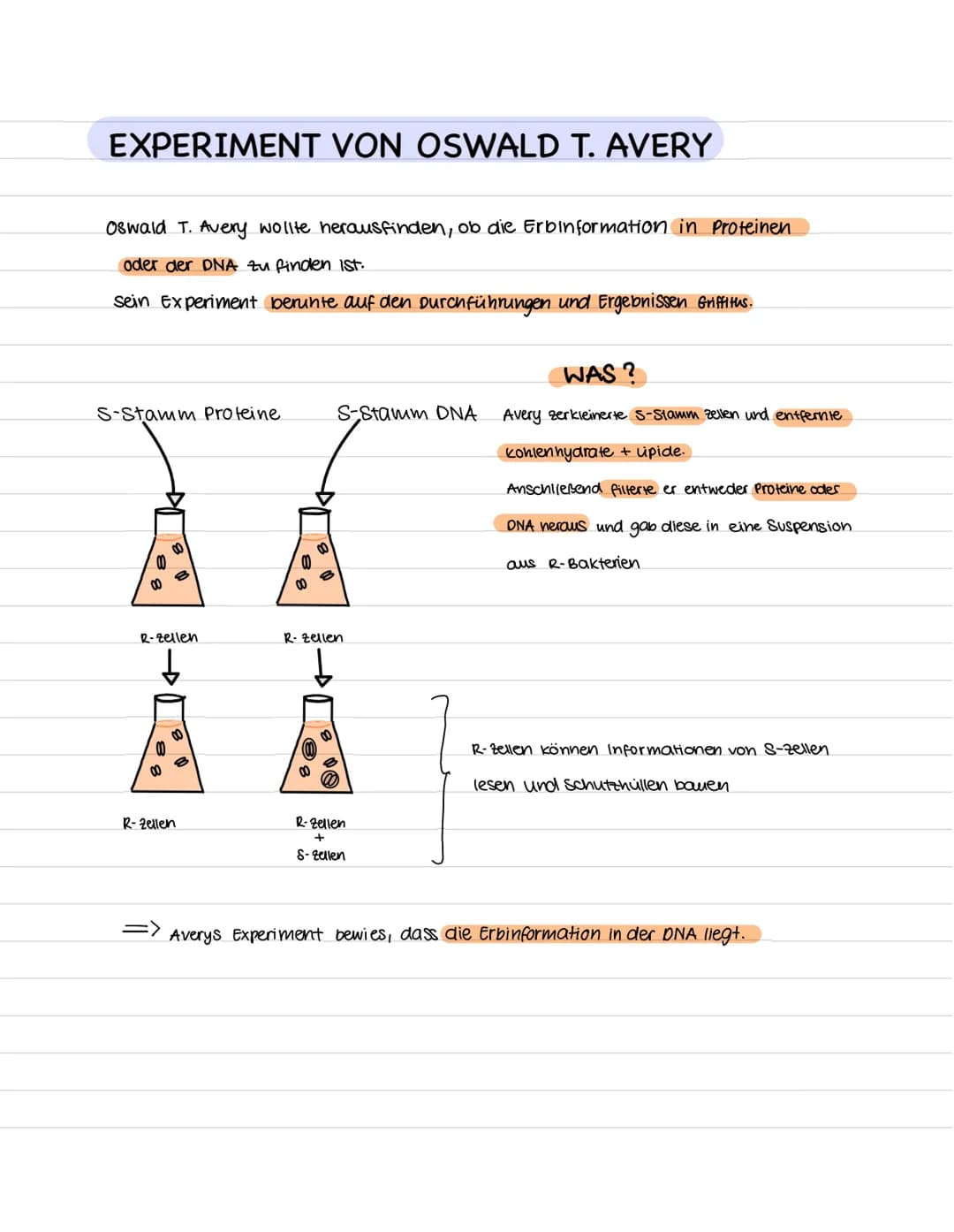 DAS GENETISCHE MATERIAL: DIE DNA
DER VESUCH VON FREDERICK GRIFFITH
F. Griffith unternahm dieses Experiment, um herauszufinden, wo sich
die E