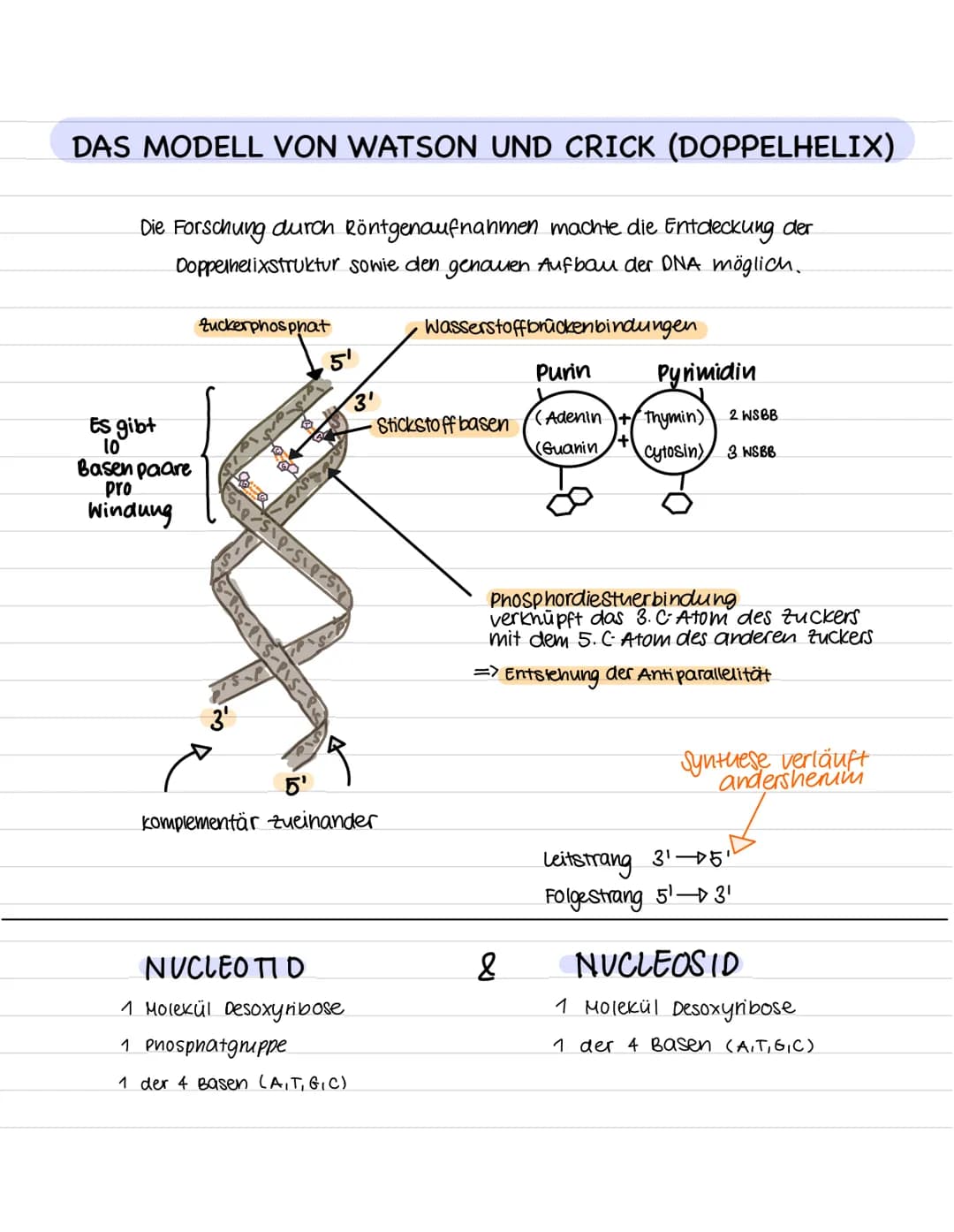 DAS GENETISCHE MATERIAL: DIE DNA
DER VESUCH VON FREDERICK GRIFFITH
F. Griffith unternahm dieses Experiment, um herauszufinden, wo sich
die E