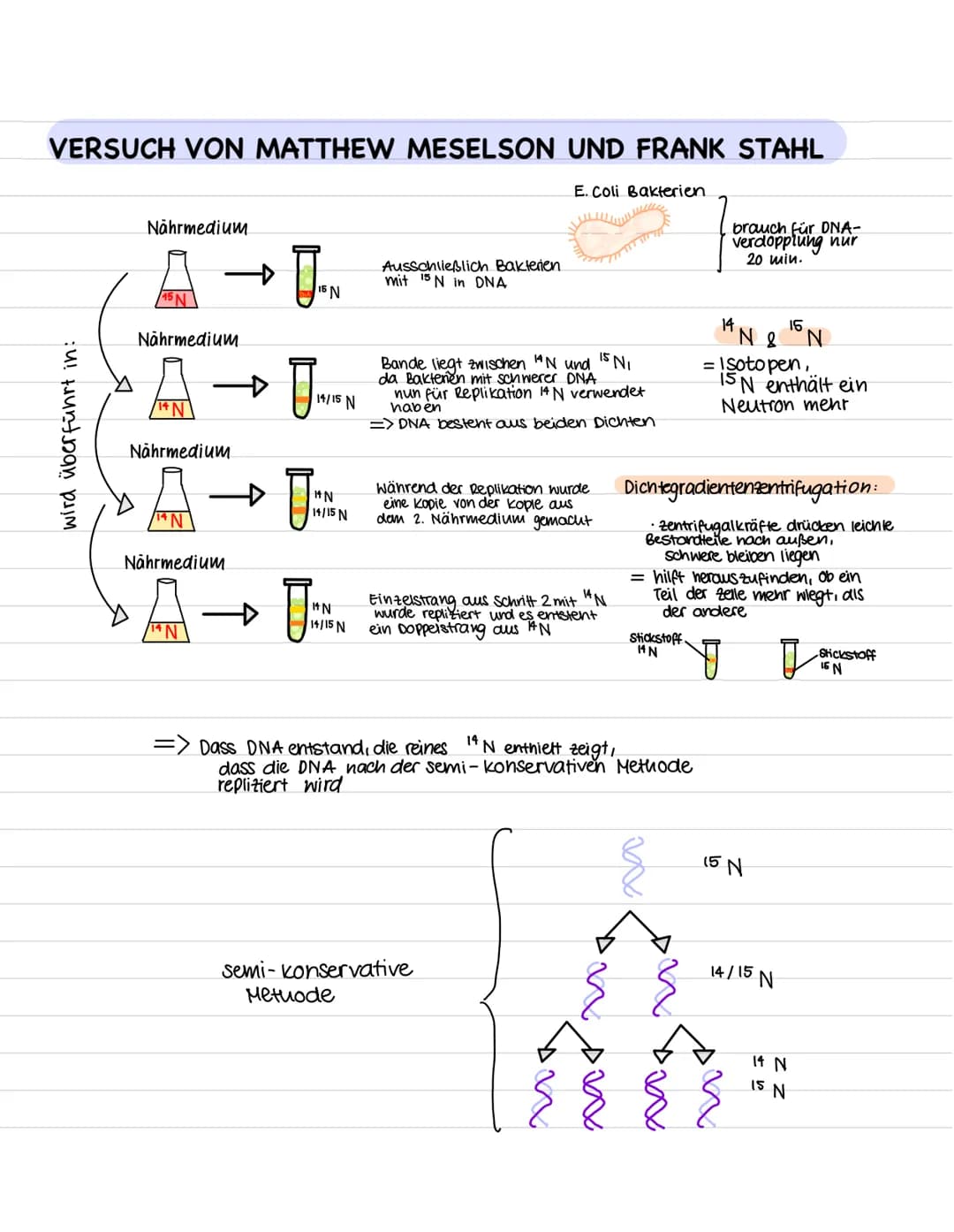 DAS GENETISCHE MATERIAL: DIE DNA
DER VESUCH VON FREDERICK GRIFFITH
F. Griffith unternahm dieses Experiment, um herauszufinden, wo sich
die E