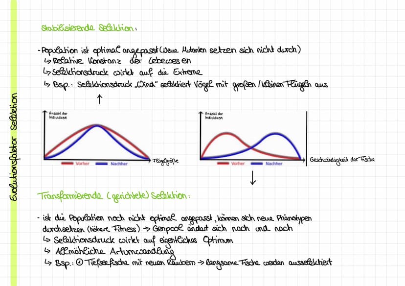 Evolutionstheorien
Evolution: Entwicklung
von Leben über Generationen auf Grundlage
Kirche: -Schöpfungsgeschichte
Cuvier:
Rekombination und 