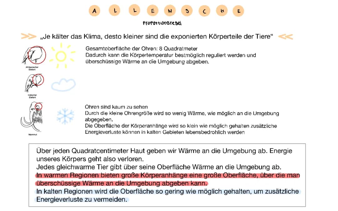 Allensche und Bergmannsche Regel Ökologie