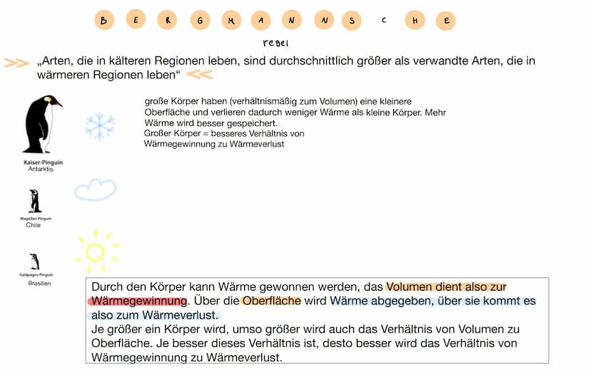 D
Afrikanischer
Elefant
Indischer
Elefant
Mammut
A
E
N
H
E
Proportionsregel
,,Je kälter das Klima, desto kleiner sind die exponierten Körper