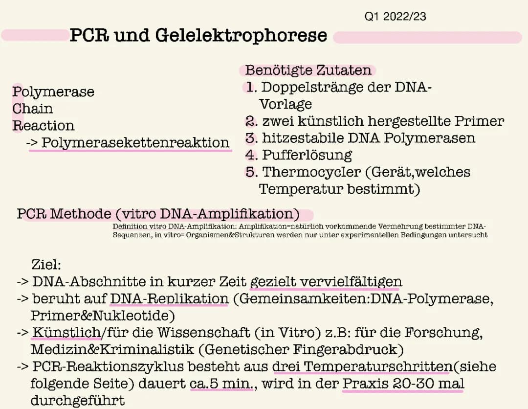 Gelelektrophorese und PCR Methode 
