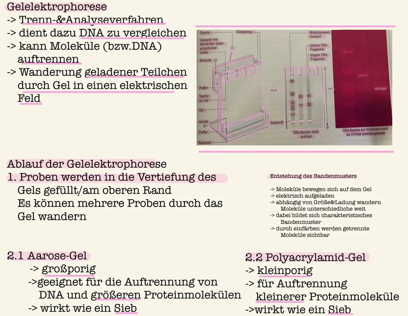 PCR und Gelelektrophorese
Polymerase
Chain
Reaction
-> Polymerasekettenreaktion
Q1 2022/23
Benötigte Zutaten
1. Doppelstränge der DNA-
Vorla
