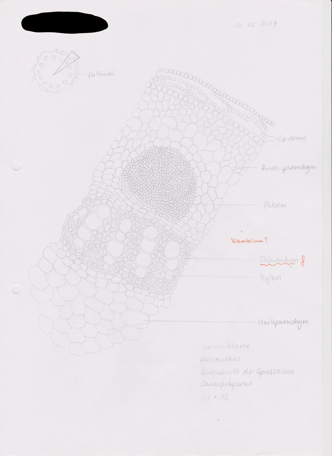 Leitbündel
GIR
oooog
10.10.2019
-Epidermis
Rindenparenchym
Phloem
Kambium?
Shievenchym f
Xylem
Markparenchym
Sonnenblume
Helion hay
duurschr