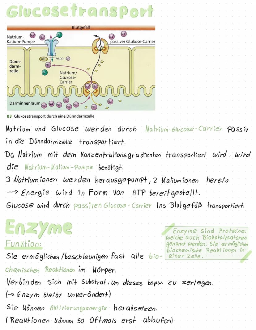 liologie klausur
Transportvorgänge
Aktiver Transport:
ein unter Energieverbrauch ablauf-
ender Transport gegen den
Konzentrations gradienten