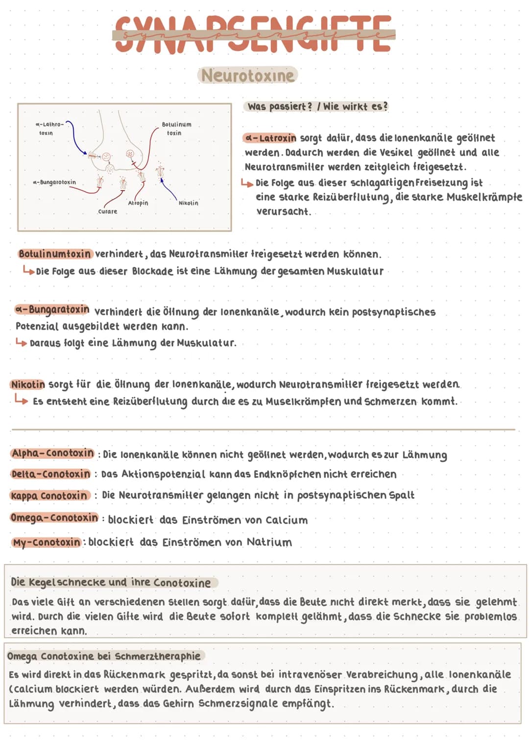 a-Lathro-
toxin
a-Bungarotoxin
SYNAPSENGIFTE
Neurotoxine
Curare
Atropin
Botulinum
toxin
Nikotin
Was passiert? / Wie wirkt es?
-Latroxin sorg