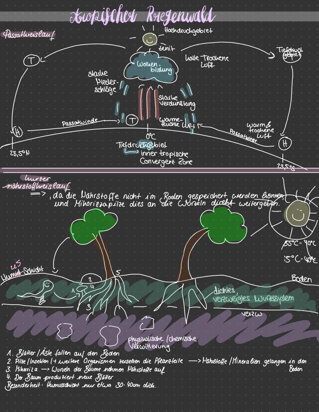VEGETATIONS- UND KLIMAZONEN
Keimazonen
•Das maritime Klima ist in der Regel niederschagisreicher als das hontinentale Keima.
• Liegt die Ver