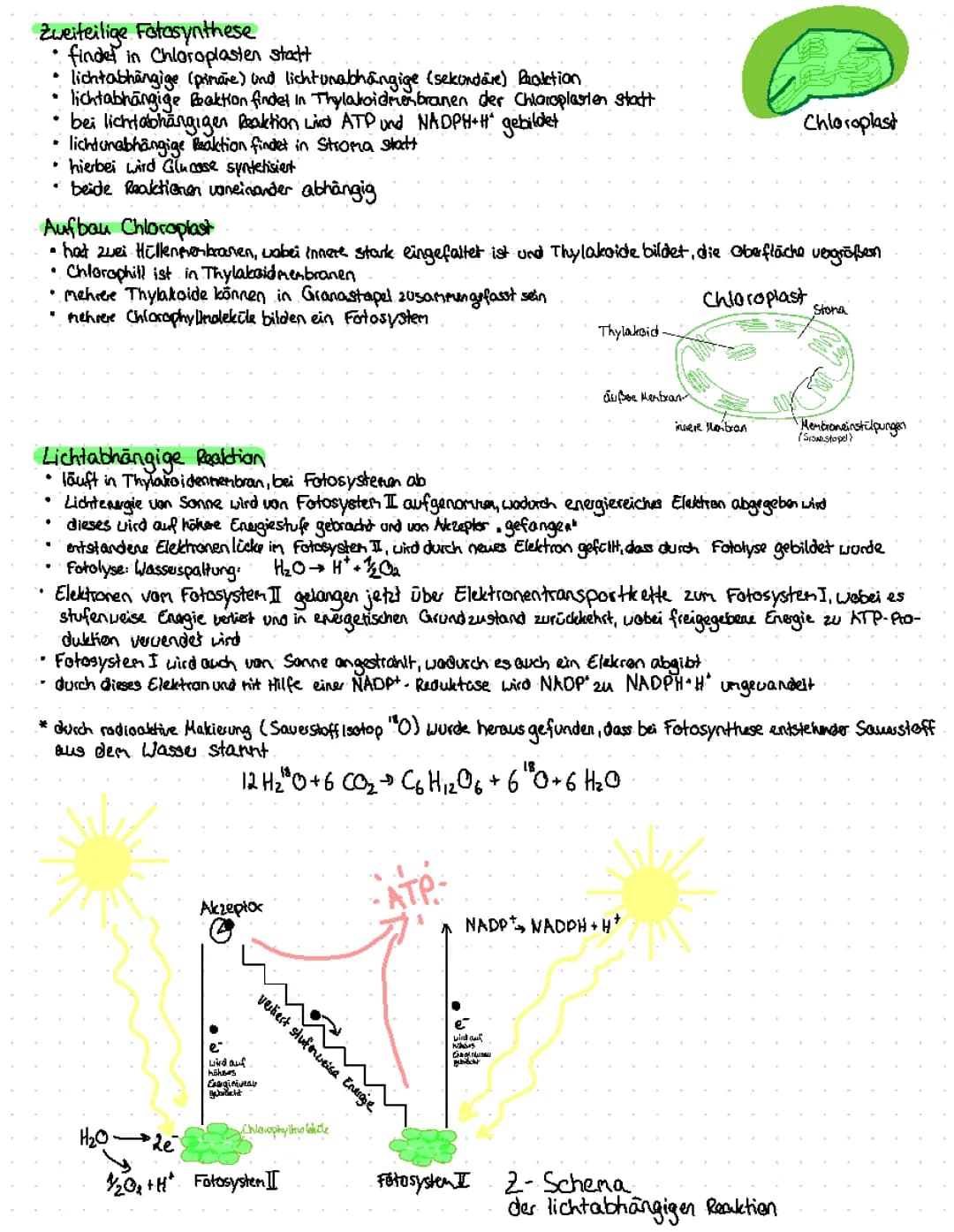 Fotosynthese: Lichtabhängige und Lichtunabhängige Reaktion, Calvin-Zyklus und Chloroplasten Funktion
