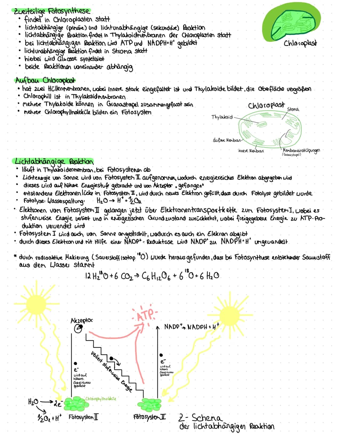 Zweiteilige Fotosynthese
♥
.
findet in Chloroplasten statt
●
lichtabhängige (primare) und lichtunabhängige (sekundare) Reaktion
lichtabhängi
