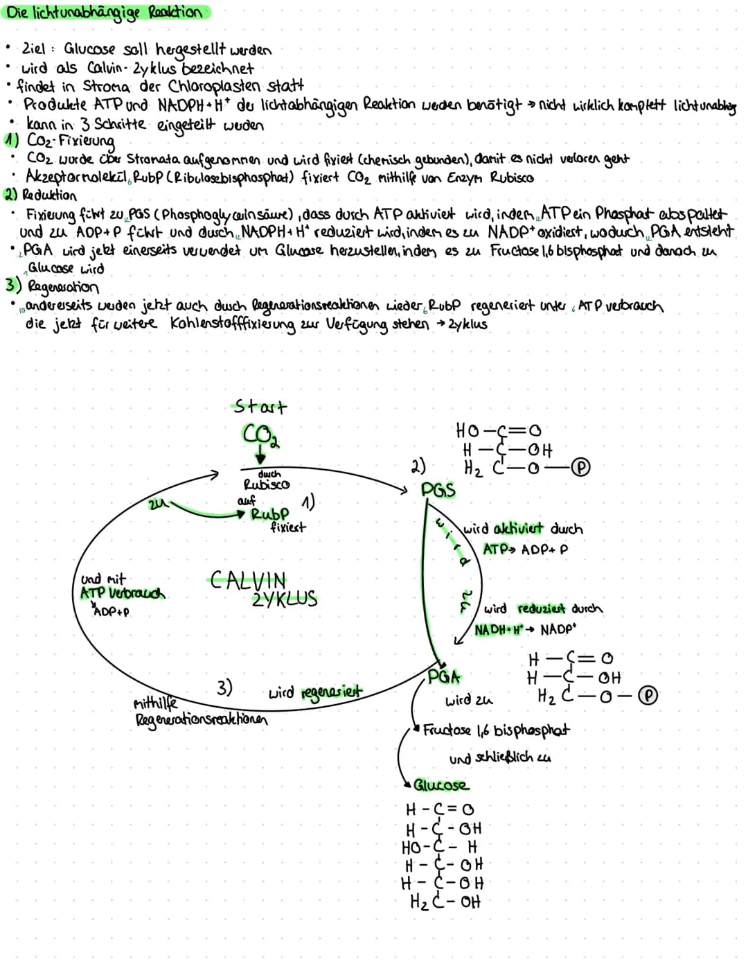 Zweiteilige Fotosynthese
♥
.
findet in Chloroplasten statt
●
lichtabhängige (primare) und lichtunabhängige (sekundare) Reaktion
lichtabhängi