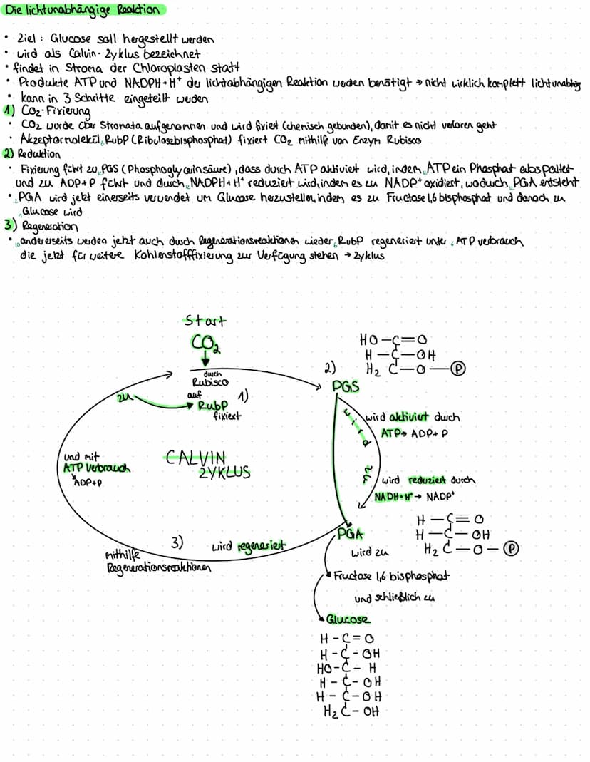 Zweiteilige Fotosynthese
♥
.
findet in Chloroplasten statt
●
lichtabhängige (primare) und lichtunabhängige (sekundare) Reaktion
lichtabhängi