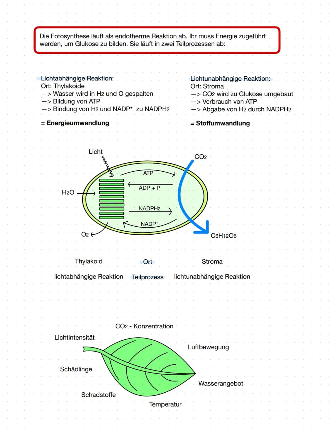 2.1 Ernährungsweise bei Lebewesen
autotroph
Assimilation
Aufbau körpereigener energiereicher
organischer Stoffe
Aufnahme körperfremder,
ener