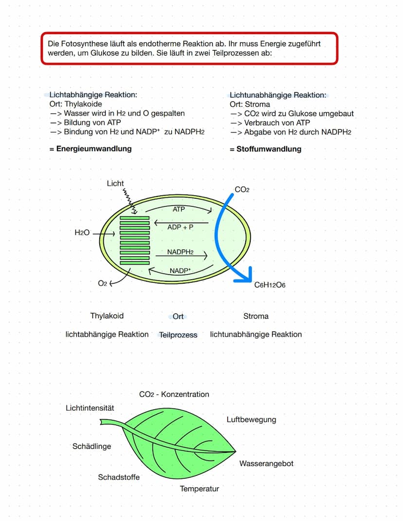 2.1 Ernährungsweise bei Lebewesen
autotroph
Assimilation
Aufbau körpereigener energiereicher
organischer Stoffe
Aufnahme körperfremder,
ener
