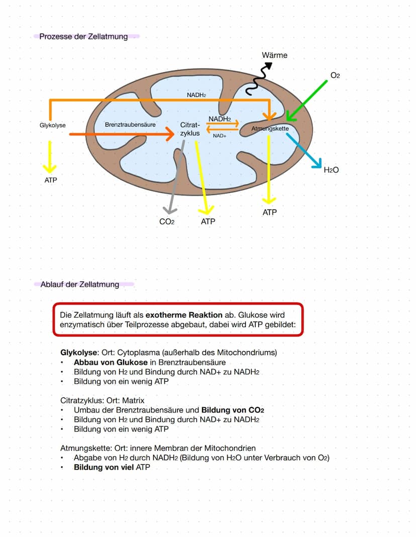 2.1 Ernährungsweise bei Lebewesen
autotroph
Assimilation
Aufbau körpereigener energiereicher
organischer Stoffe
Aufnahme körperfremder,
ener