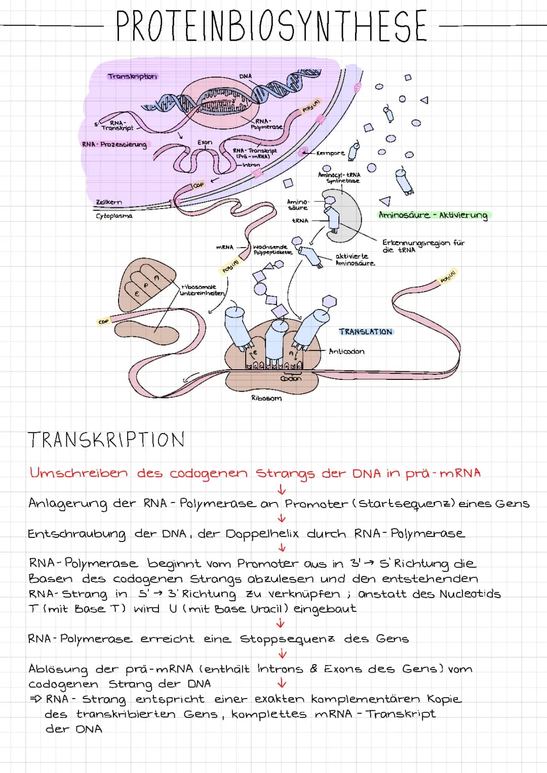 Proteinbiosynthese