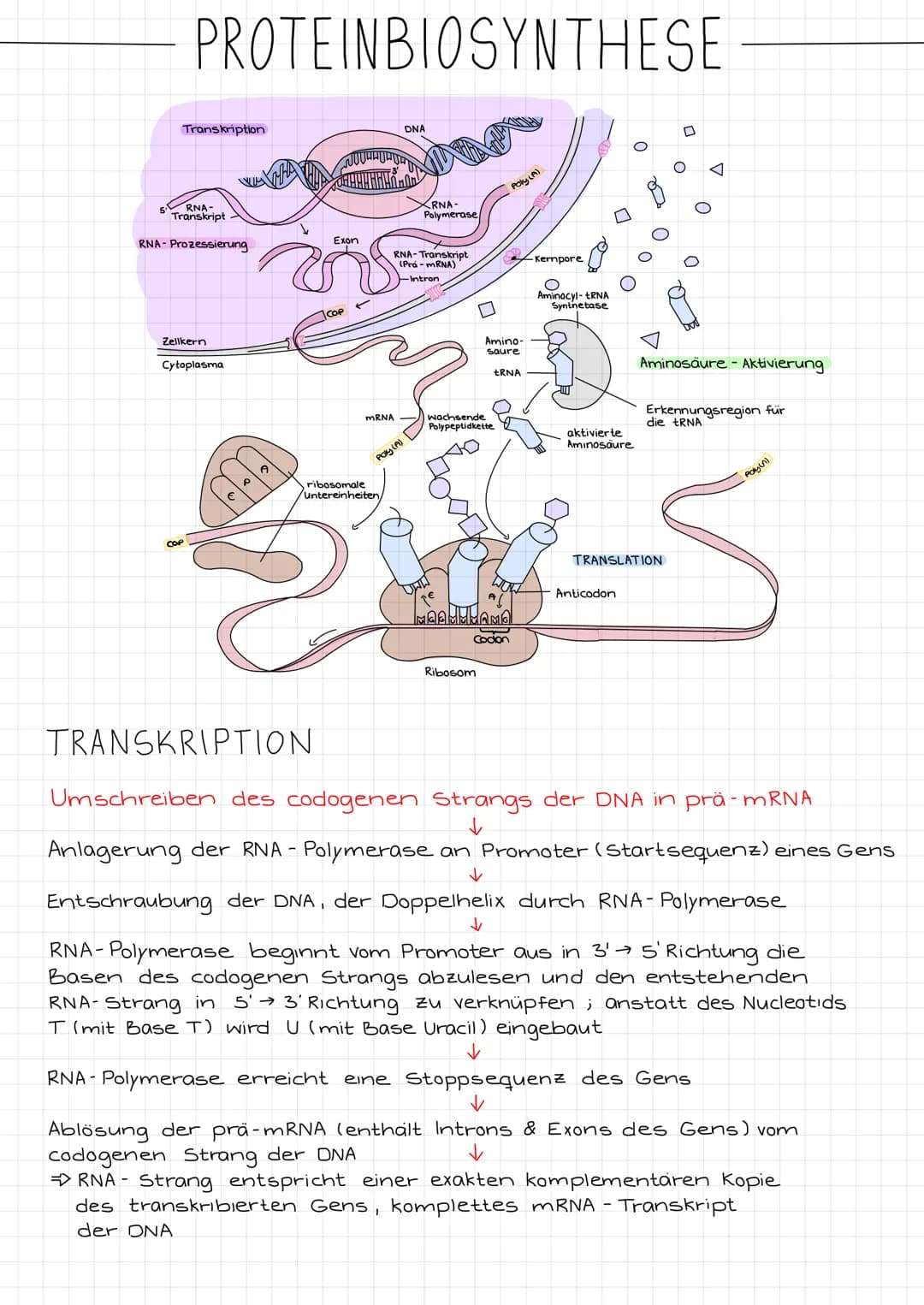 5
PROTEINBIOSYNTHESE
RNA-
Transkript
RNA-Prozessierung
Transkription
Zellkern
COP
Cytoplasma
A
Exon
COP
mRNA
DNA
ribosomale
untereinheiten
R